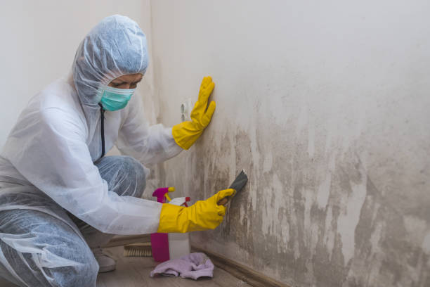 Best Mold Damage Repair  in Grafton, OH