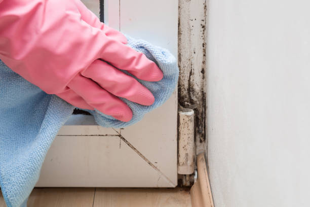 Best Local Mold Removal Service  in Grafton, OH